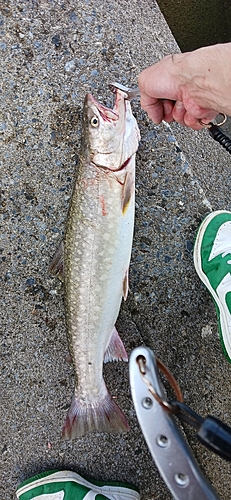 アメマスの釣果