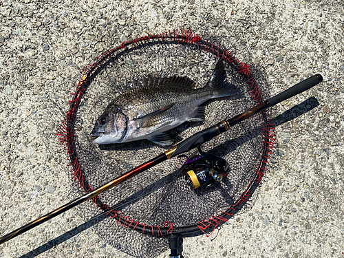 チヌの釣果