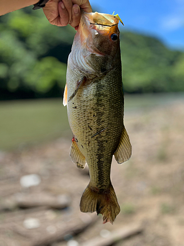 ラージマウスバスの釣果