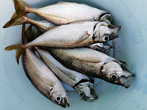 アジの釣果