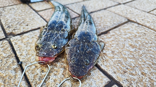 マゴチの釣果