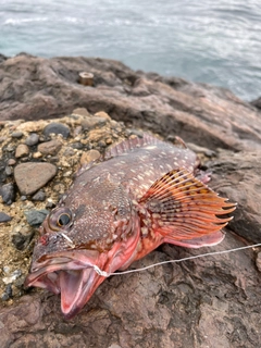 カサゴの釣果