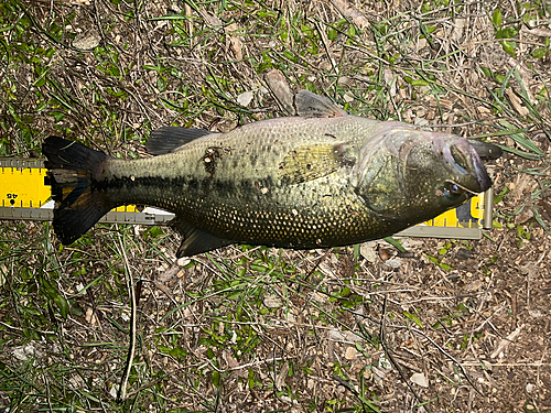 ブラックバスの釣果