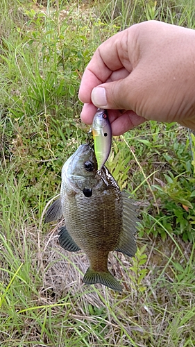 ブルーギルの釣果