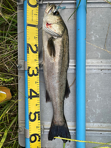 スズキの釣果