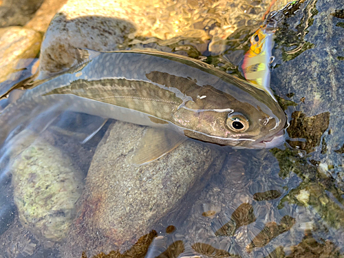 イワナの釣果