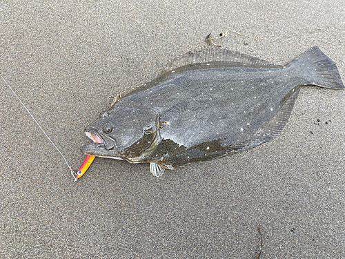 ヒラメの釣果