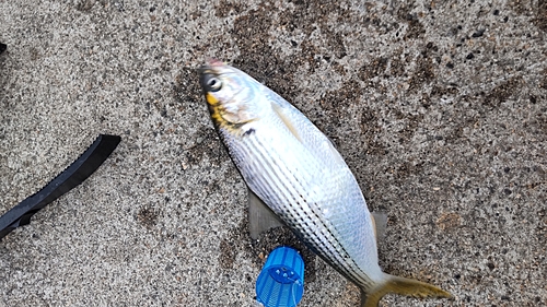 コノシロの釣果