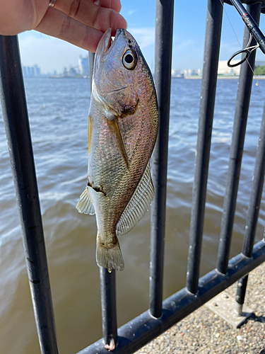 イシモチの釣果