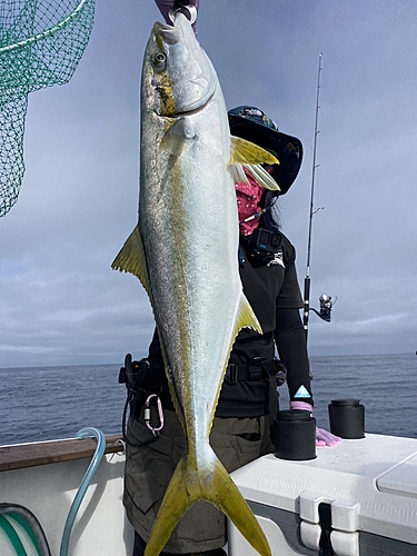 ヒラマサの釣果