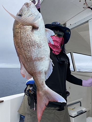 マダイの釣果