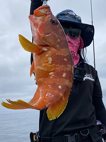 アカハタの釣果