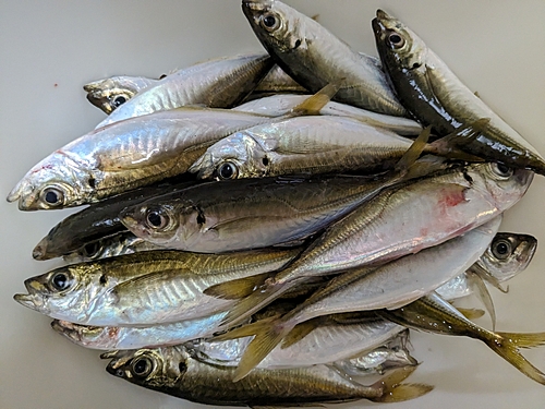 アジの釣果