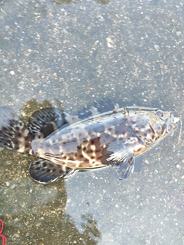 ヤイトハタの釣果