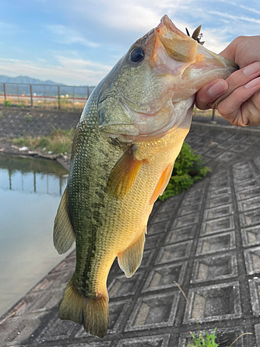 ブラックバスの釣果