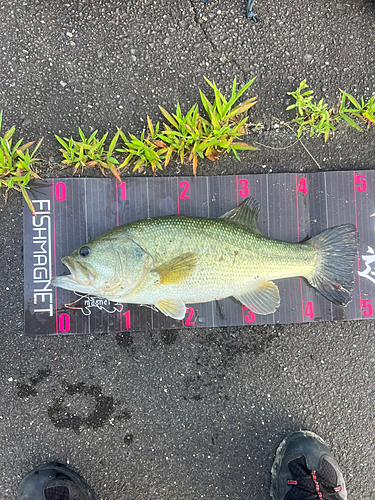 ブラックバスの釣果