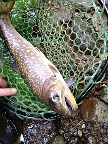 アメマスの釣果