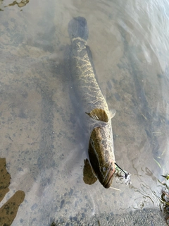 ライギョの釣果