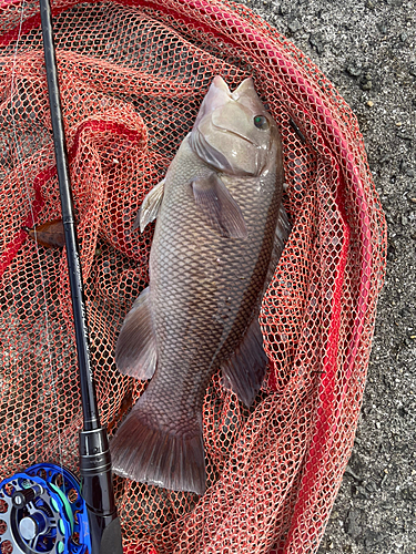 カンダイの釣果