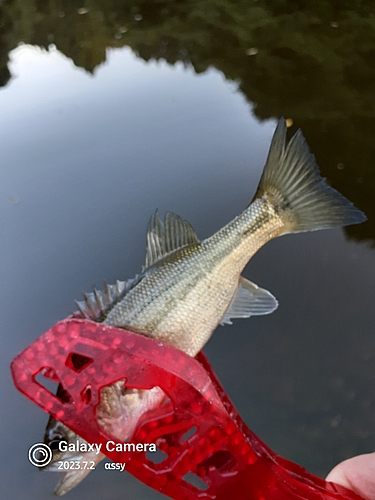 ラージマウスバスの釣果