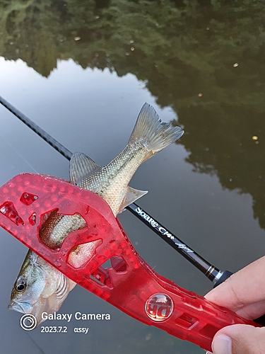 ラージマウスバスの釣果