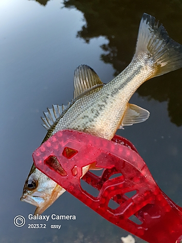 ラージマウスバスの釣果