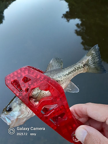 ラージマウスバスの釣果