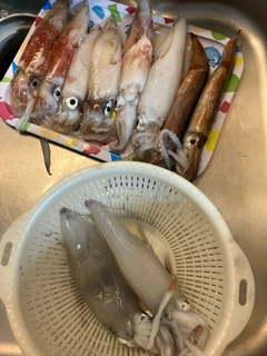 マルイカの釣果