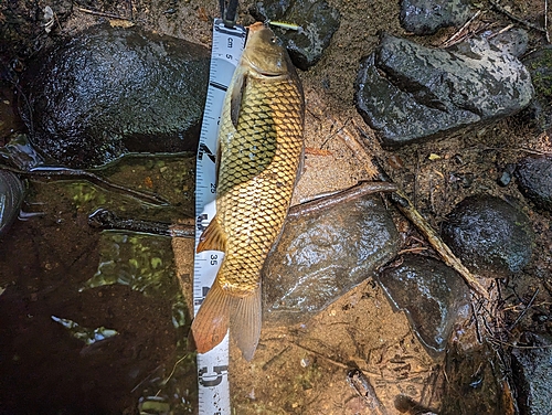 コイの釣果