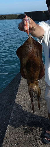 イカの釣果