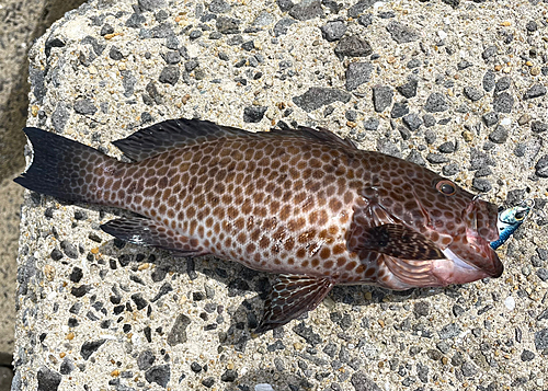 オオモンハタの釣果