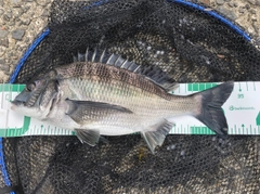 クロダイの釣果