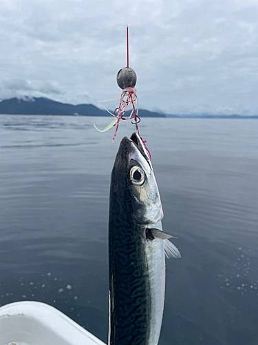 サバの釣果