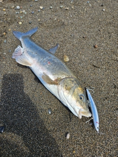 ウグイの釣果