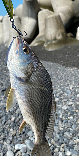 イシモチの釣果