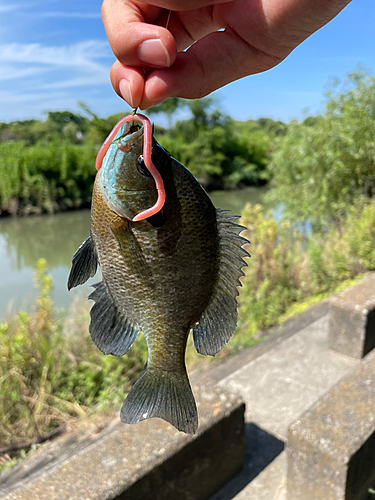 ブルーギルの釣果