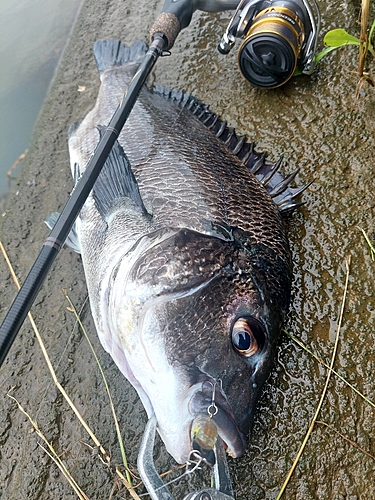 チヌの釣果