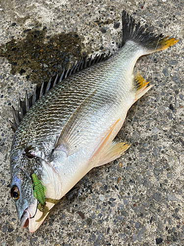 チヌの釣果