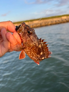 カサゴの釣果