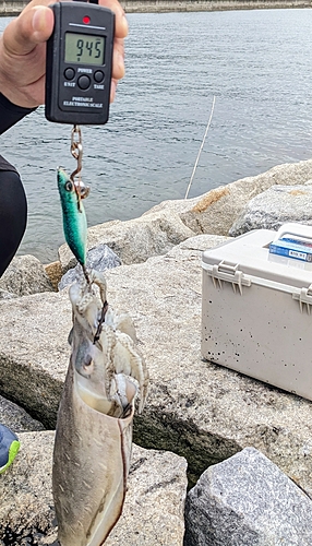 モンゴウイカの釣果