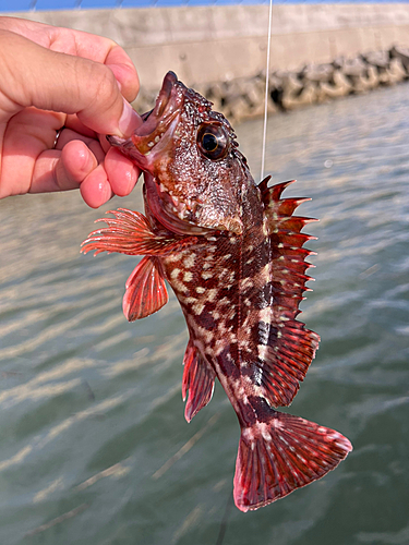 カサゴの釣果