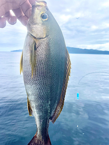 イサキの釣果