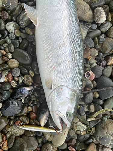 サクラマスの釣果