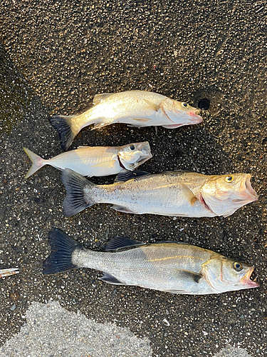 セイゴ（マルスズキ）の釣果