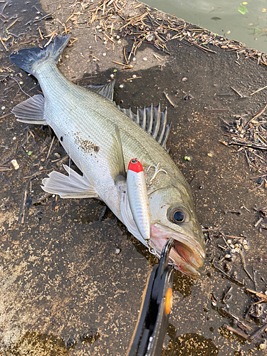 スズキの釣果