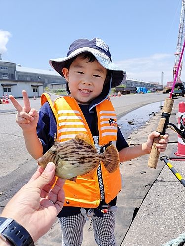 カワハギの釣果