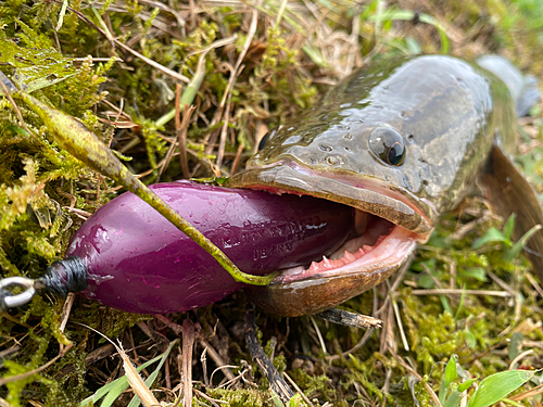 カムルチーの釣果