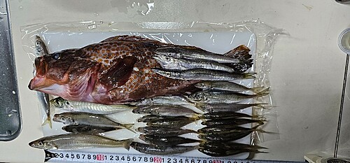 キジハタの釣果