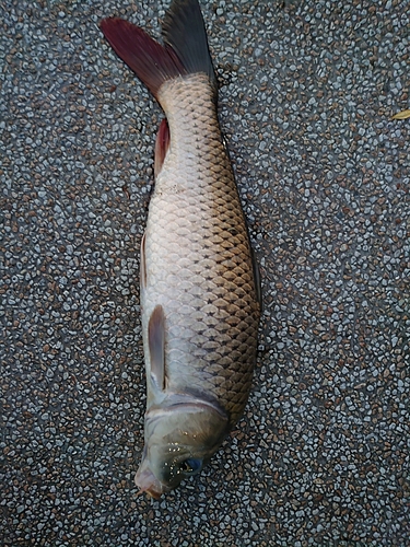 コイの釣果