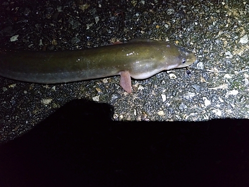 ウナギの釣果